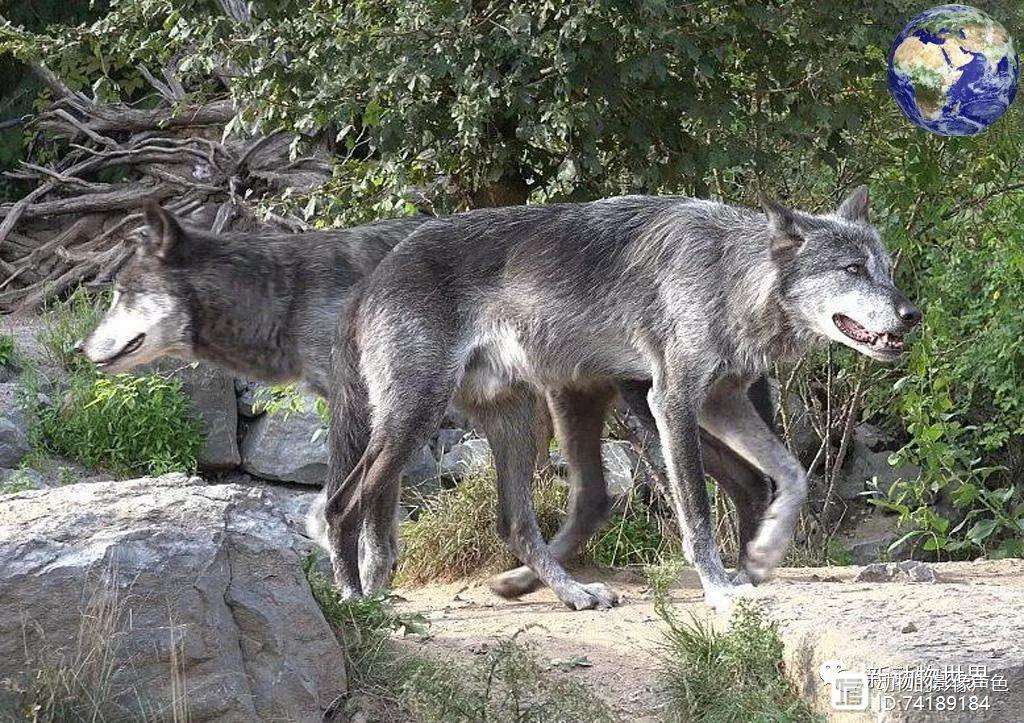 赛后明尼苏达森林狼备战亚冠,防线松动细节曝光,管理层满意,训练强度明显提升的简单介绍 赛后明尼苏达森林狼备战亚冠,防线松动细节曝光,管理层满意,训练强度明显提升的简单介绍